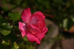 Freitagsrose 2935