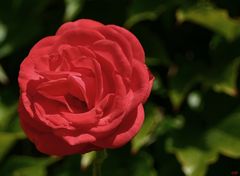 FREITAGSROSE 2938