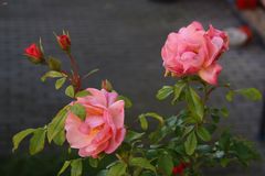 FREITAGSROSE 2958