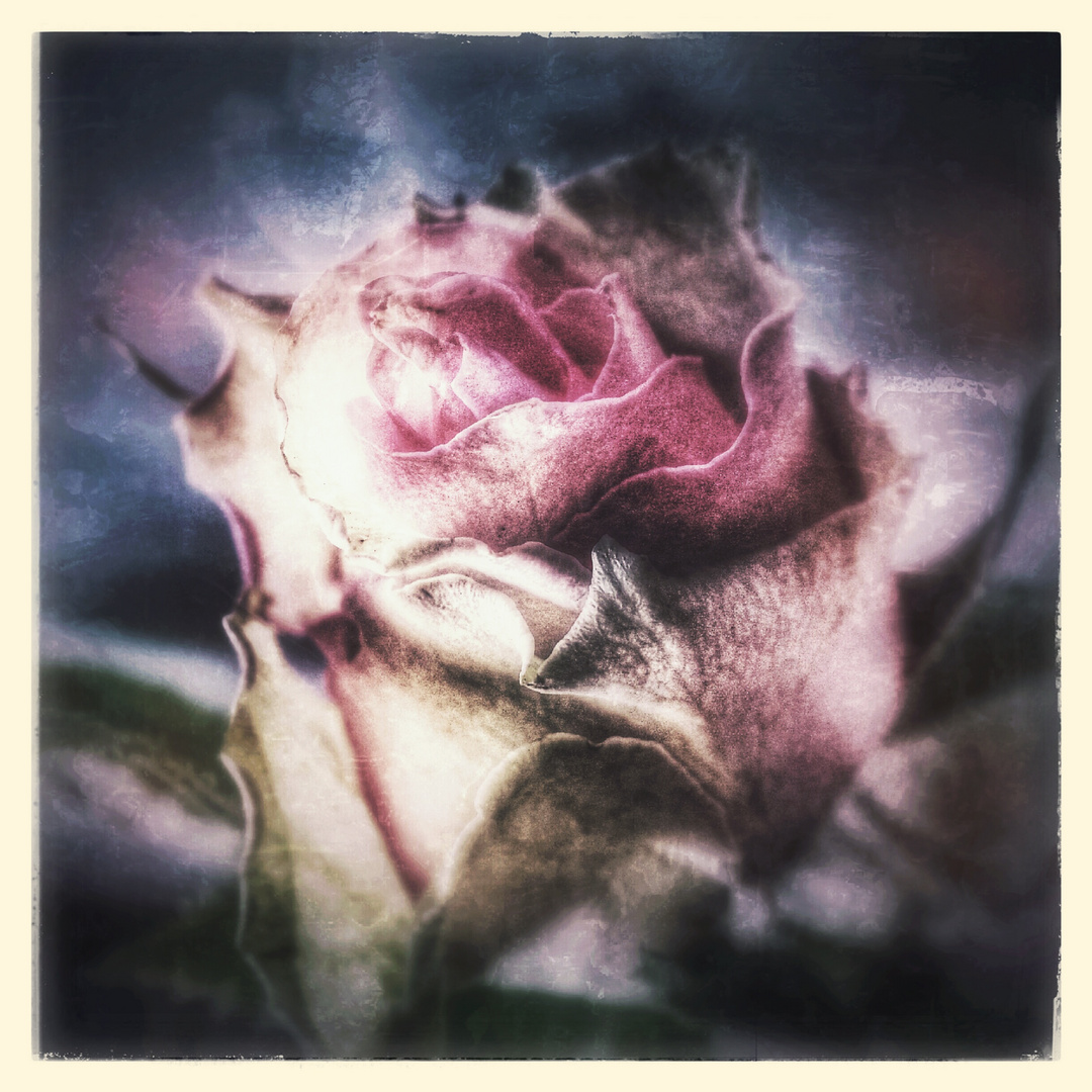 ~Freitags.Rose~