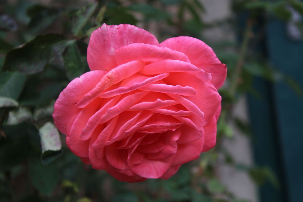 Freitagsrose 447120