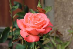 Freitagsrose 5465