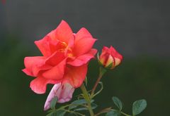 Freitagsrose 8318a