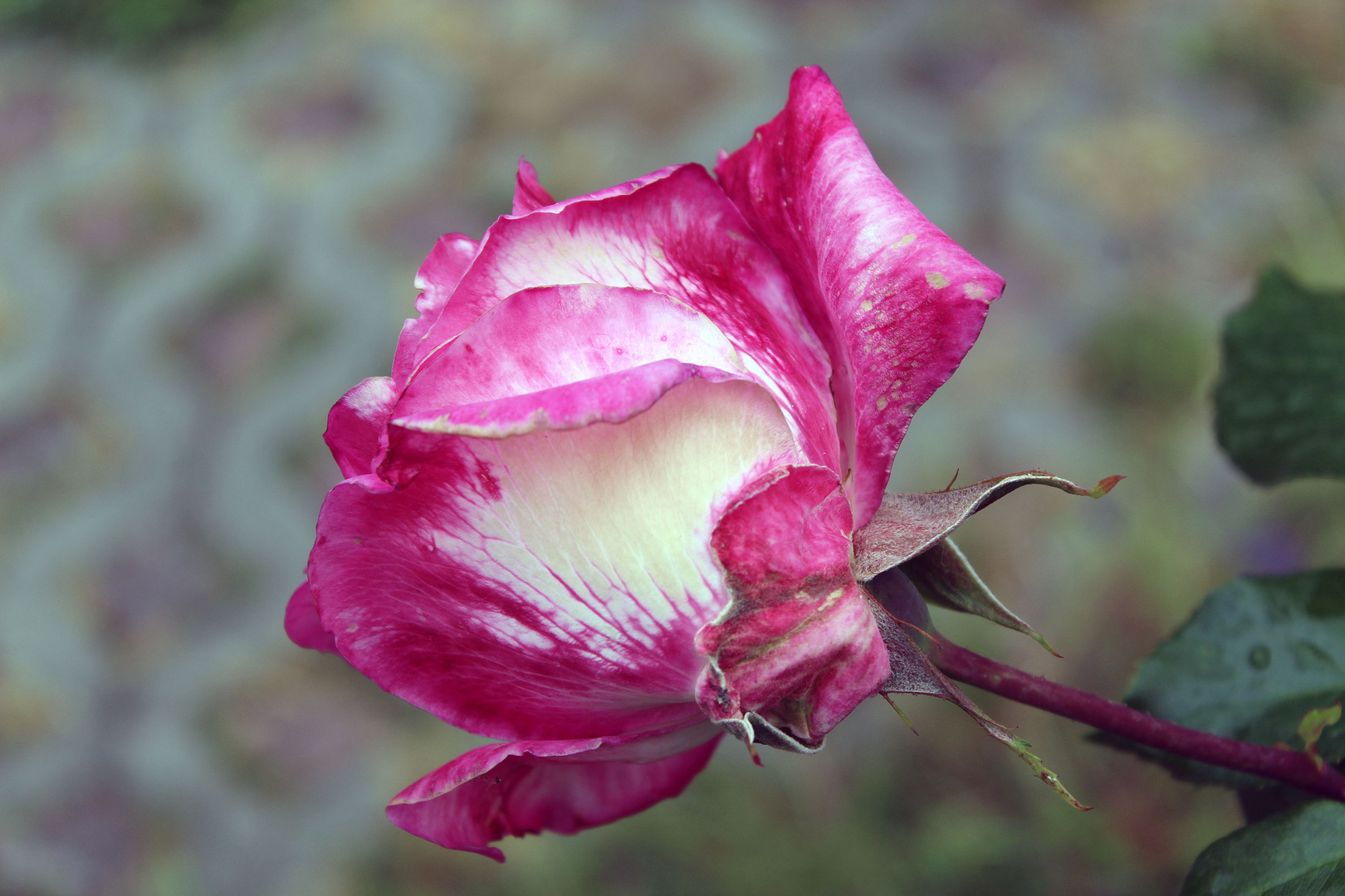 Freitagsrose am Ende ihres Daseins noch schön