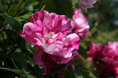 freitagsrose aus der konserve