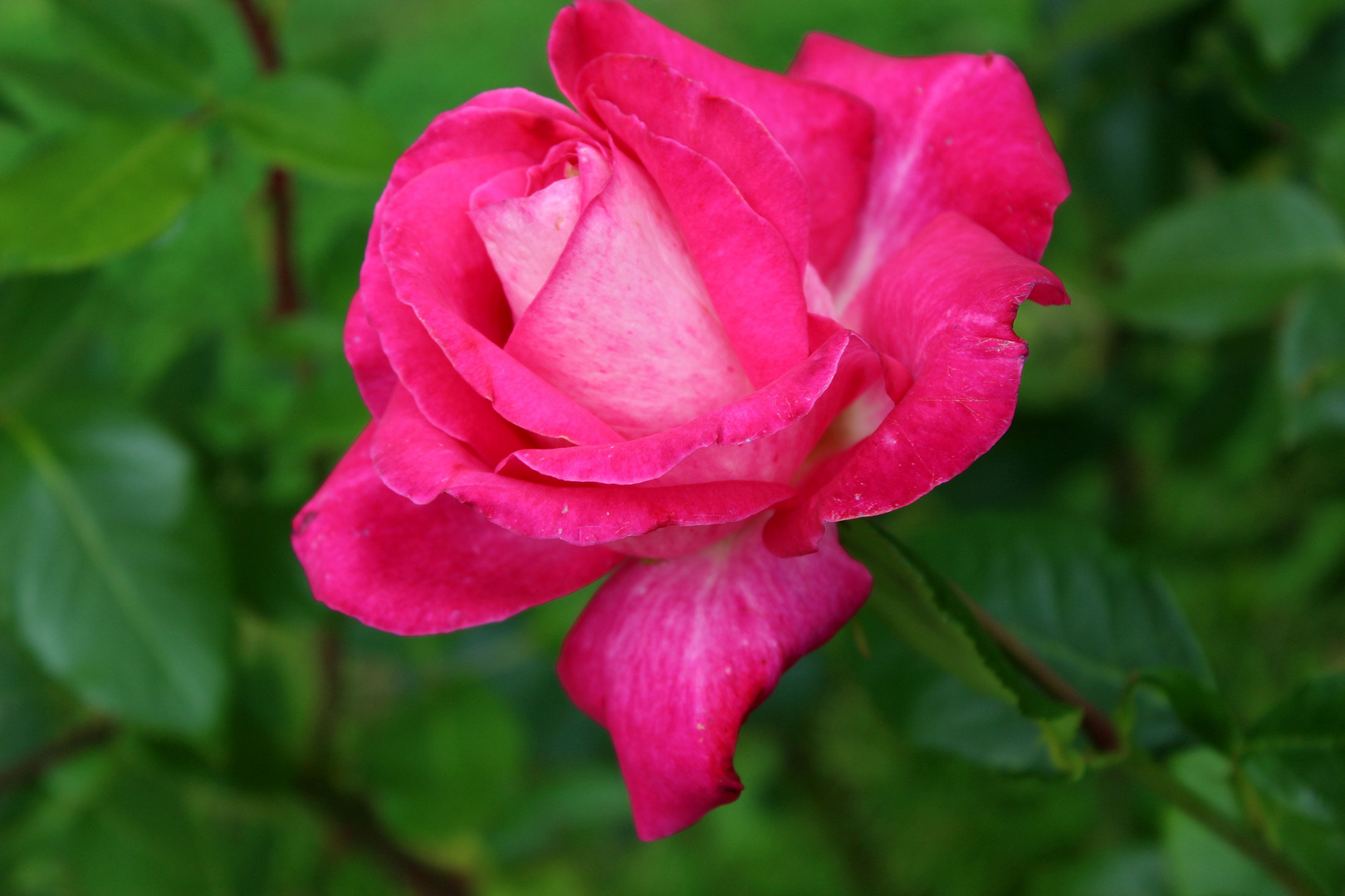 Freitagsrose