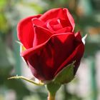 Freitagsrose für die Liebe