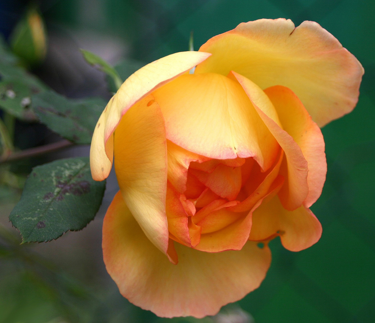 Freitagsrose  grüßt den Frühling