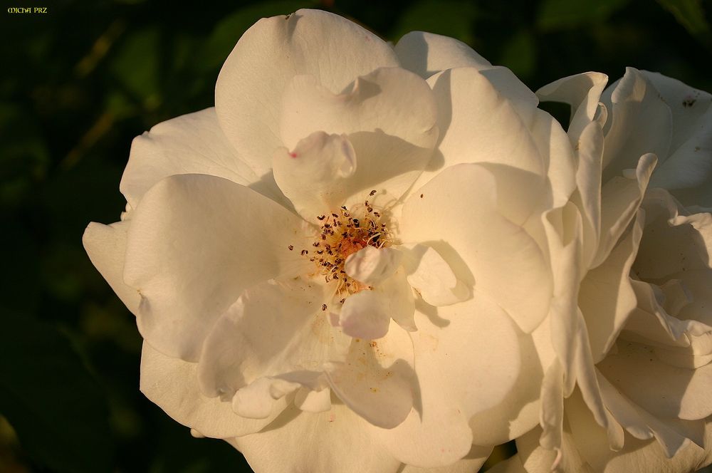 Freitagsrose im Abendlicht