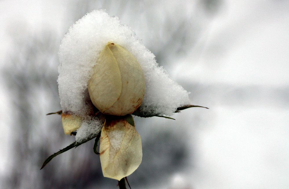 Freitagsrose im Schnee