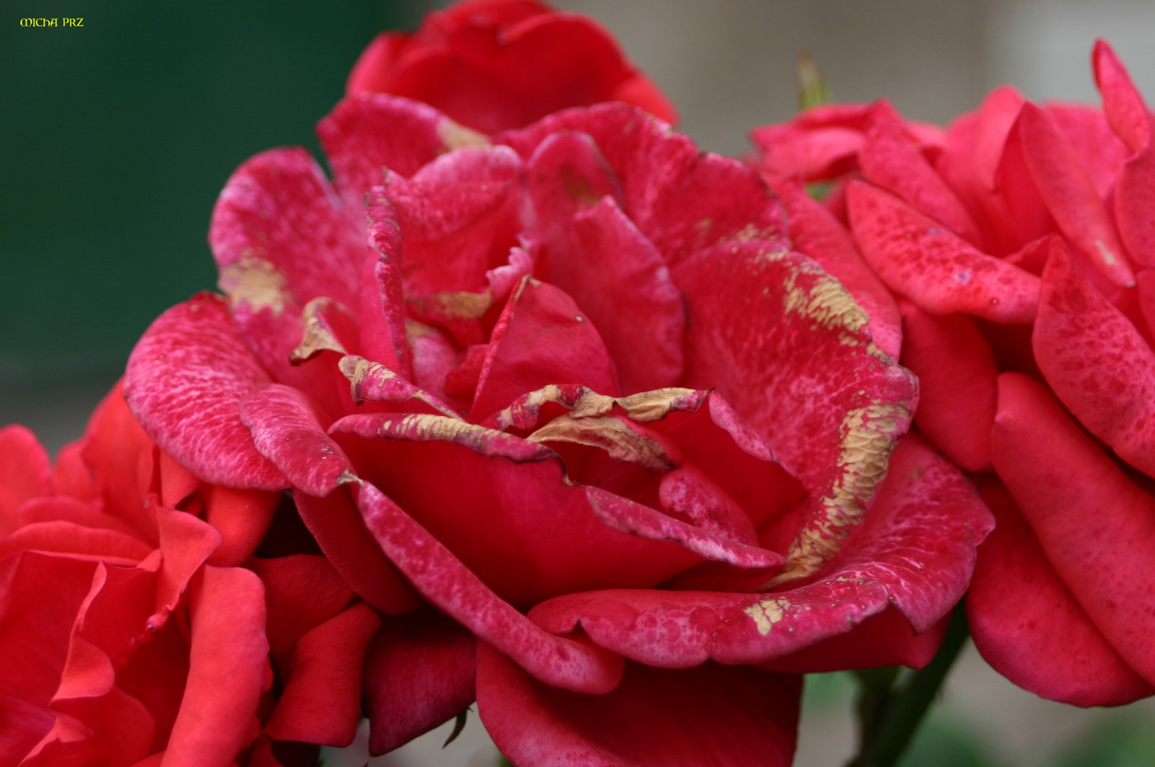 Freitagsrose mit  Anzeichen von Herbst