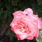 Freitagsrose mit Besucherin