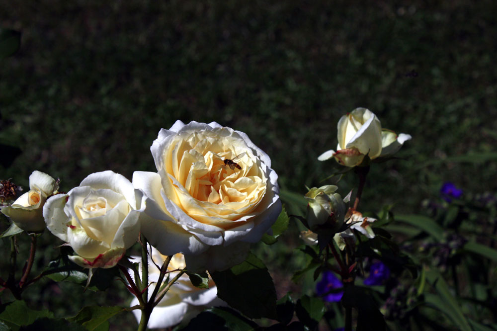 Freitagsrose mit Besucherin