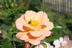 Freitagsrose mit Bienenbesuch_4869