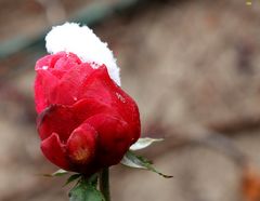 Freitagsrose mit letzten Resten von Schnee