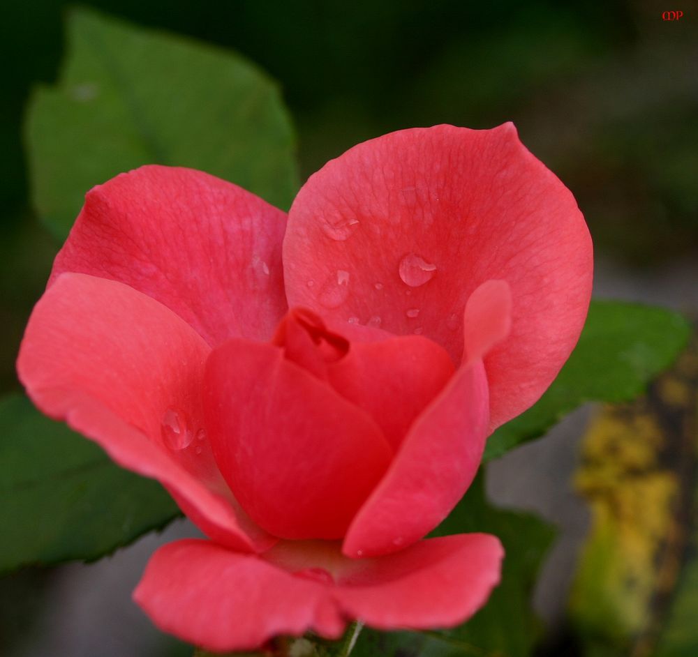 Freitagsrose mit Regentröpfchen