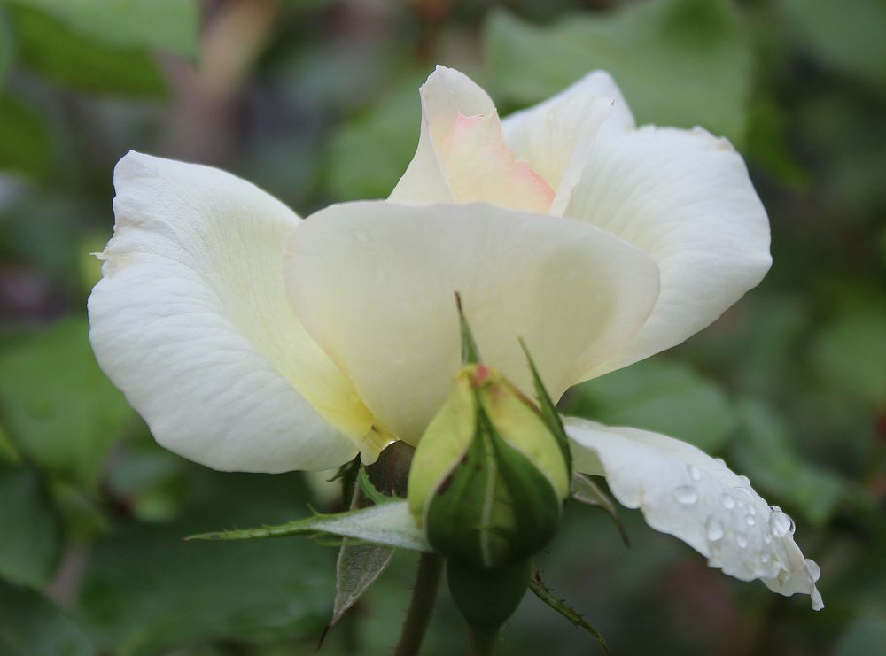 Freitagsrose mit Regentropfen