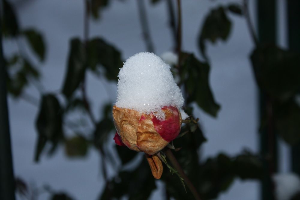 Freitagsrose mit Schneemütze