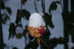 Freitagsrose mit Schneemütze