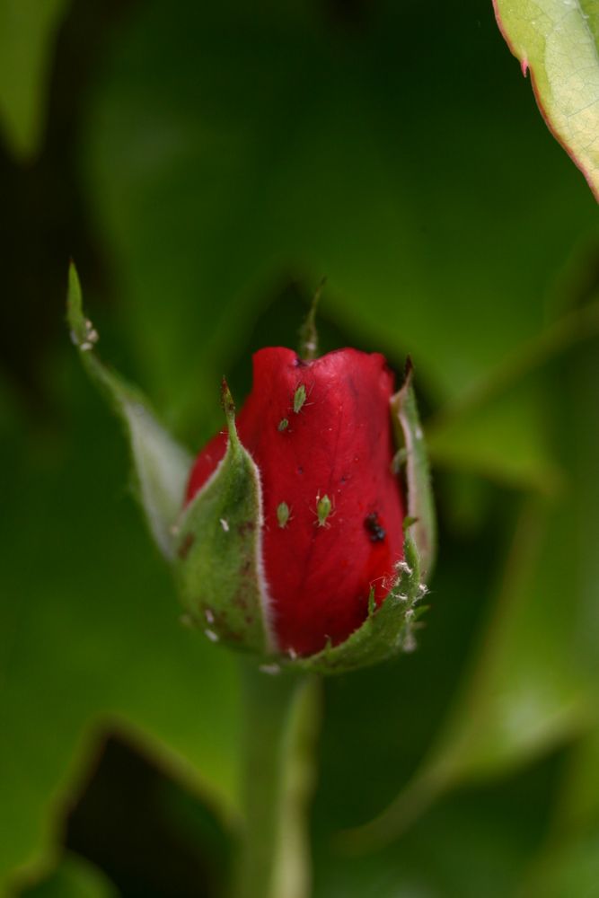 Freitagsrose mit ungebetenen Gästen