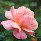 Freitagsrose nach Regen