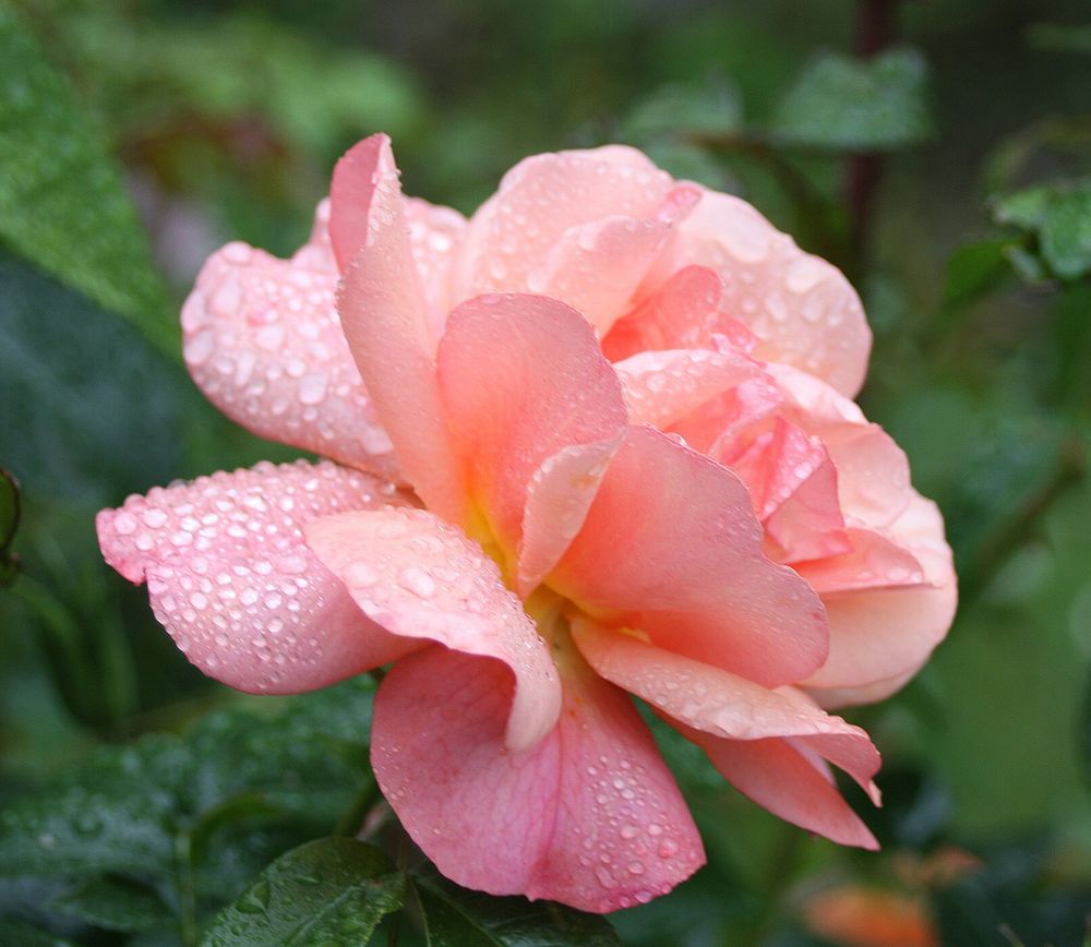 Freitagsrose nach Regen