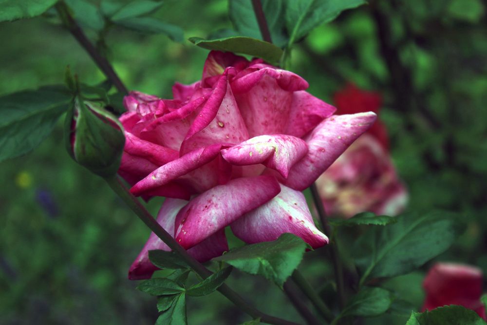 Freitagsrose selbst im Alter schön