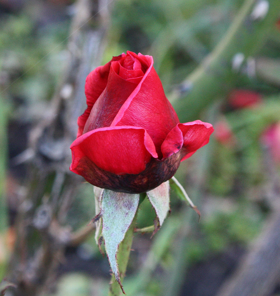 Freitagsrose - sie ist eine Novemberrose