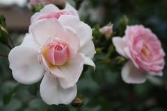 Freitagsrose_0013