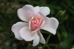 Freitagsrose_0014