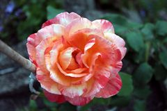 Freitagsrose_0047