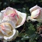 Freitagsrose_0207