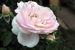 Freitagsrose_0219