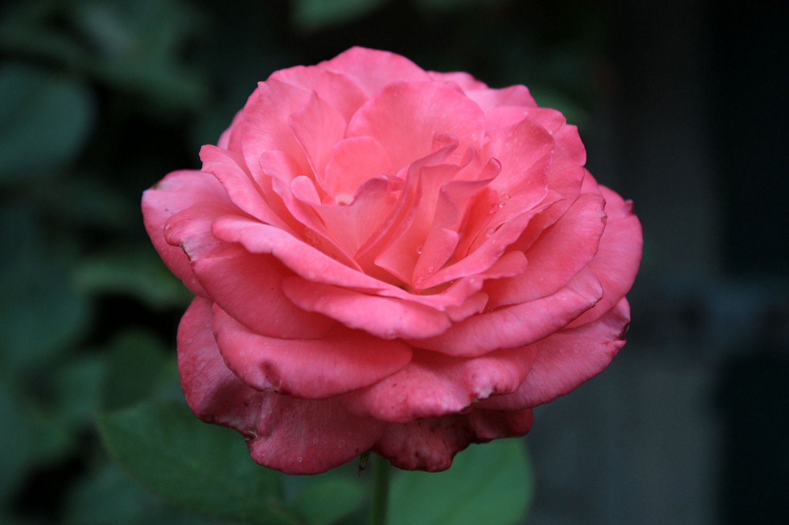 Freitagsrose_0253