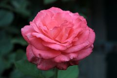 Freitagsrose_0253