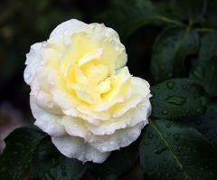 Freitagsrose_0256