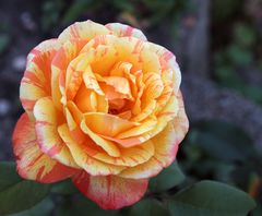 Freitagsrose_0264