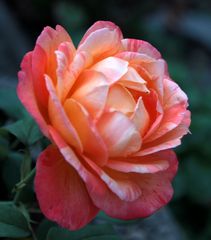 Freitagsrose_0269