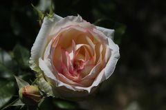 Freitagsrose_0328