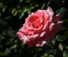 Freitagsrose_0348