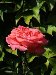 Freitagsrose_0349