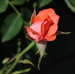 Freitagsrose_0350