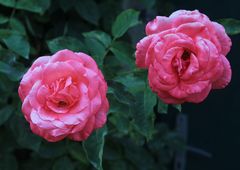 Freitagsrose_0552