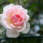 Freitagsrose_0637