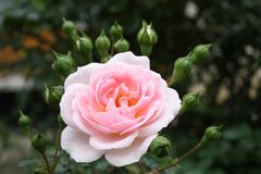 Freitagsrose_0675