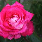 Freitagsrose_0700