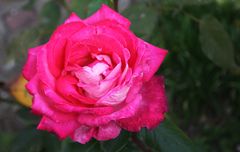 Freitagsrose_0700