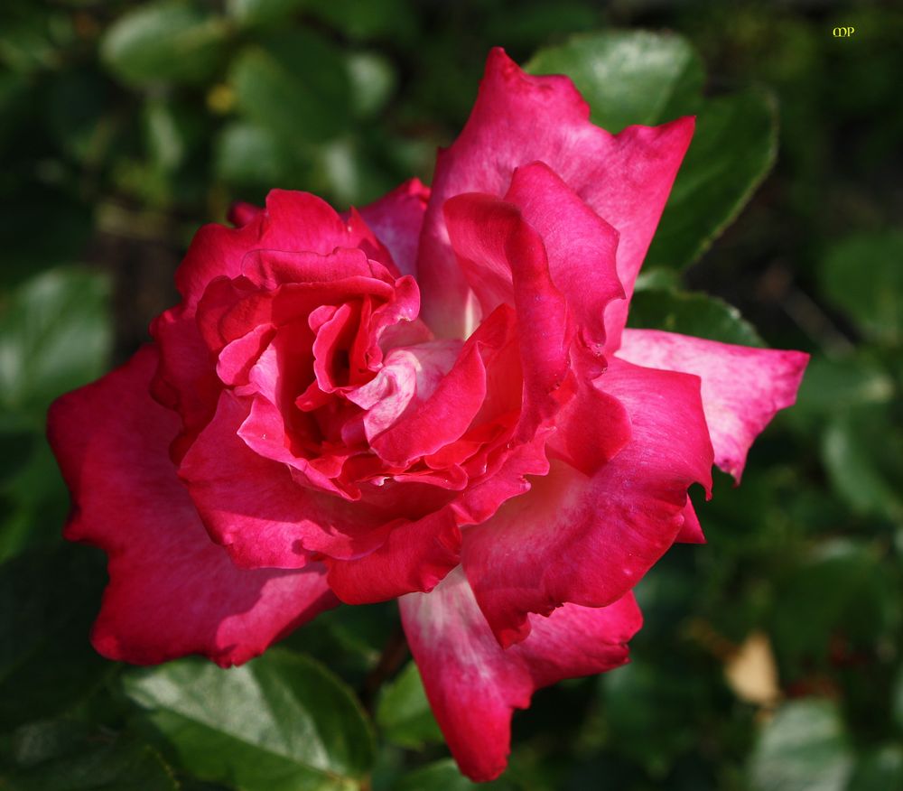 Freitagsrose_0790