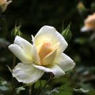 Freitagsrose_1861