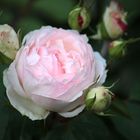 Freitagsrose_2005